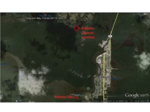 A map shows where the dolphin was captured, deep in the Everglades north of Everglades City, and its release site south of Everglades City near Bear Island.