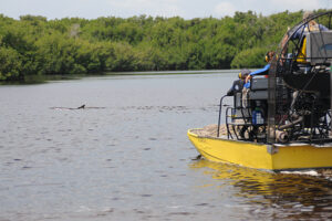 A crew of people on an airboat spot the dolphin swimming in shallow freshwater full of mangroves.
