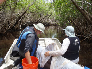 Two people sit with the dolphin on the bow of the airboat. The dolphin is covered with a wet sheet to protect its skin during transport. The airboat is making its way through a mangrove tunnel.
