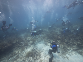 At least 22 divers help restore the reef. Most hover near the bottom some float in midwater or are on their way to or from the surface. The water is full of bubbles. At the bottom center diver Erich Bartels, Manager of Mote’s Coral Reef Monitoring and Assessment Program supervises.