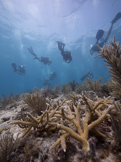 A half dozen wounded combat veterans and teen volunteers in scuba gear swim towards the surface after successfully completing their mission to plat fragments of staghorn coral near Looe Key.