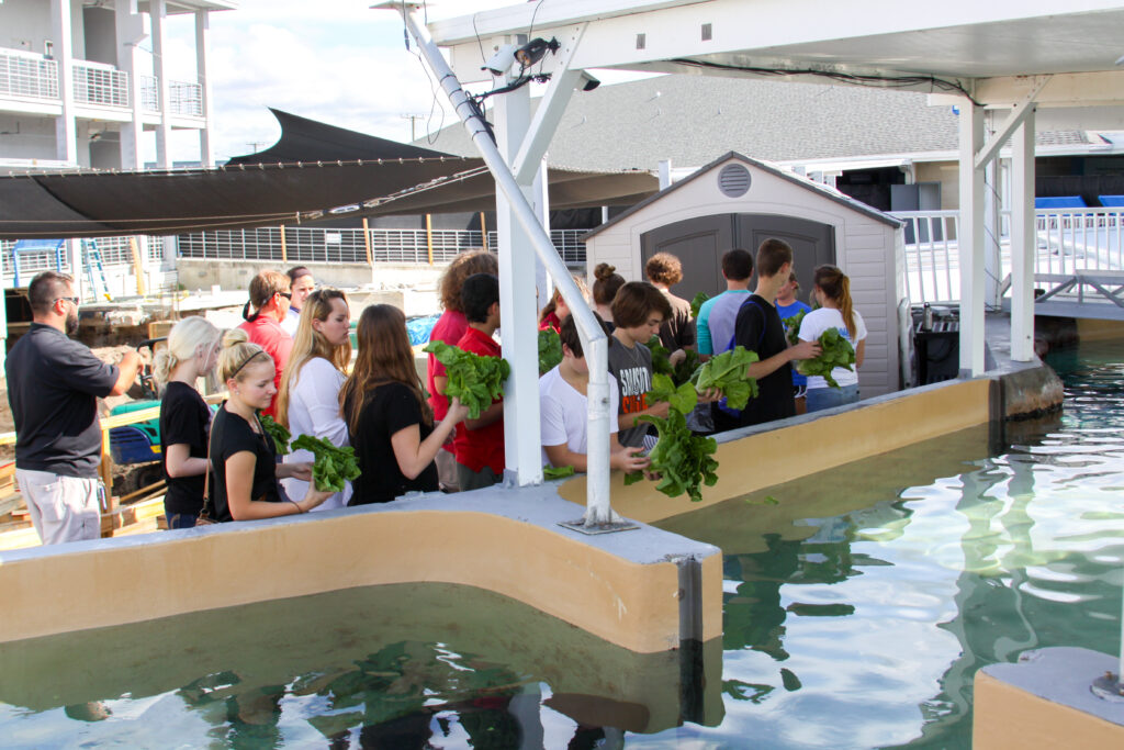 Sarasota High School Students, each holding a fresh romaine lettuce plant, line up next to the open top of Hugh and Buffett's large outdoor tank. One of the manatees is partially visible under the water.
