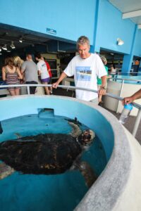 Dean Cutshall leans on the handrail of Mote's large, outdoor sea turtle tank. He gazes down at Shelly, an adult 220 pound Green Sea turtle as she lifts her head up for a breath. 