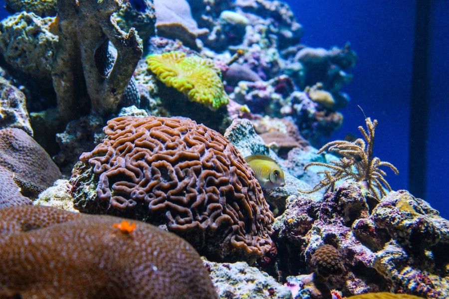 Close up of coral in a new aquarium that is part of Mote's new exhibit on Florida corals. A large brain coral is centered. Another large, round coral is in front of it. To the side, a branching soft coral sways in the current. More corals fade into the distance. A fish peaks out from behind the brain coral.