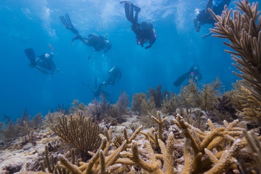 Over half a dozen divers descend to the sea floor working to restore the reef. The sea floor is covered in branching hard and soft corals.