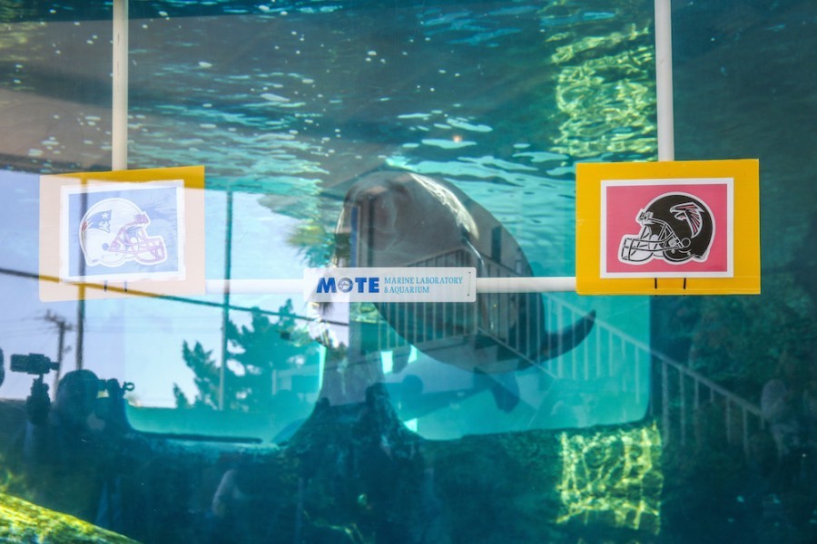 Underwater, a manatee swims towards you. Pictures of two football team helmets are suspended in the water in front of the manatee. The Patriot's helmet is on the left. The Falcon's on the right. Which will the manatee choose?