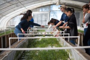 Riverview high school students harvest sea vegetables grown in specially designed concrete tanks within a covered greenhouse. The vegetables will be sold at the Sarasota Farmer's Market.