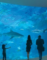 A computer generated rending of a family admiring a large marine aquarium housing a large Tiger Shark, a black-tipped reef shark, cow nose rays, schools of Crevalle Jacks.