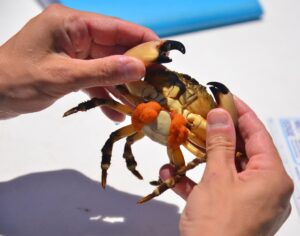 A researcher holds a stone crab carefully by the claws, turning her over to reveal the mass of eggs she carries underneath.