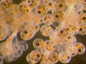 Microscopic view of stone crab eggs. Stone Crab eggs are 1 to 2 millimeters wide and they look like little balls of jelly with spots for eyes. They are attached to a central membrane like a stalk of berries.