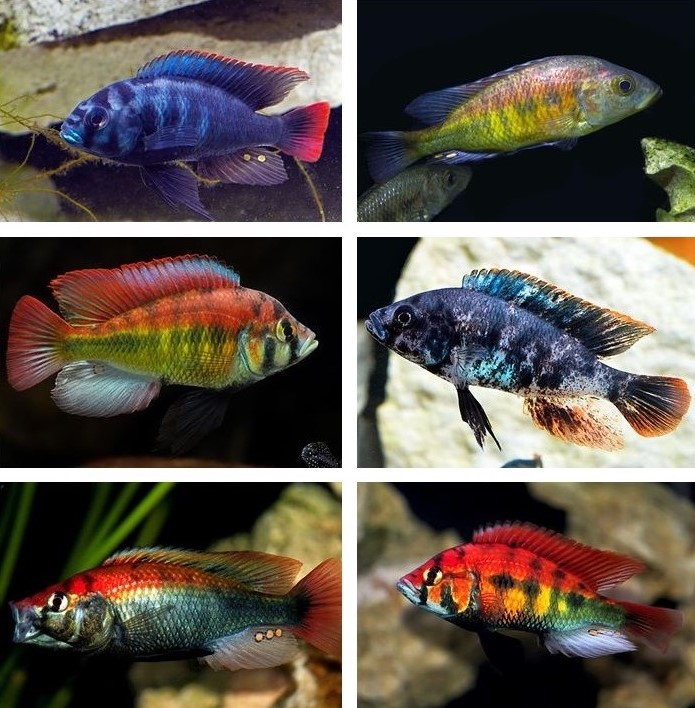 Six photos showing the diversity of haplochromine cichlids. Each shot is of an individual. The fish are the same shape and size but have wildly different colors. The top left is midnight blue with magenta edges to its tail and dorsal fins. The top right is orange and yellow with faint vertical bars. The middle left is also orange and yellow, with bolder stripes and a red dorsal and tail fin. The middle right is molded a dark navy blue on the body and fins, while the fins also have an orange wash. The bottom left has a bright red dorsal stripe but little baring or other blue. The body is more silver. The bottom right is the brightest red of them all, with some yellow near the vent and broken thick vertical baring that looks more like a series of blotches.
