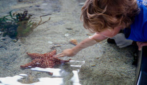A boy leans over the edge of a touch tank to touch a large Bahama starfish lightly with two fingers.