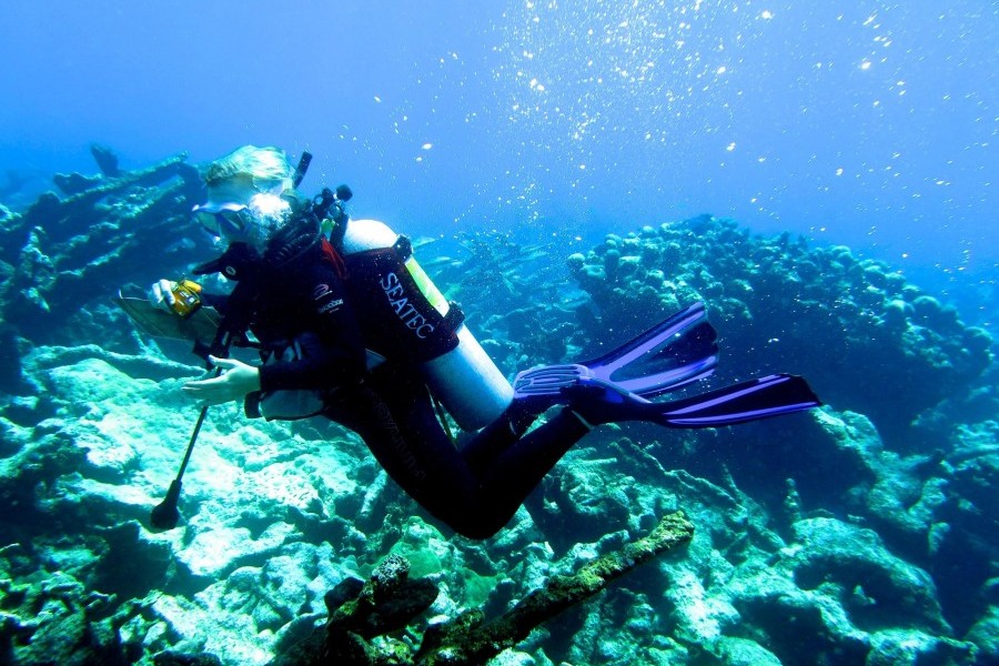 Scuba diver Constance Sartor floats above a sunlit coral reef, holding a notebook and scientific tools. Bubbles trail away from the diver, dispersing as they float towards the surface.