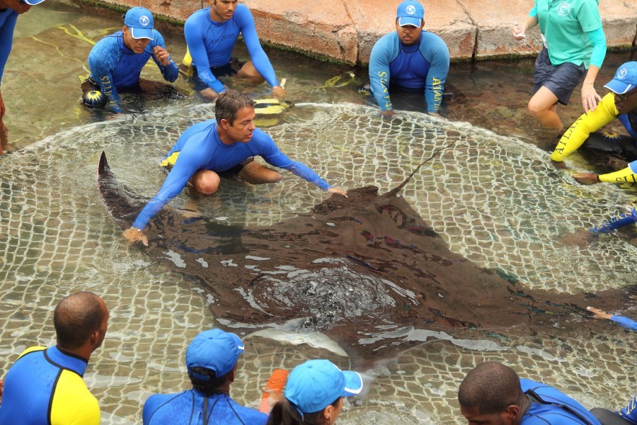 An 11 foot Manta Ray sets on a huge net stretched tightly across a large round metal frame. The manta ray rests calmly, still in a shallow pool as a dozen people in wet-suits surround the rim of the net holding it steady in the water. One person squats on the net, positioning the manta ray squarely in the center for her journey.