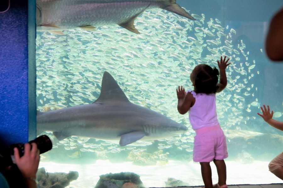 A little girl gazes up at the shark tank, hands pressed on the glass as a large tarpon and sandbar shark swim by in front of a schooling ball of sardines.