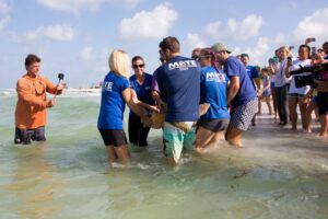 The half dozen Mote staff members carrying Intrepid have reached the water's edge and are wading into the sea to release the adult sea turtle while onlookers crowd the shore. 