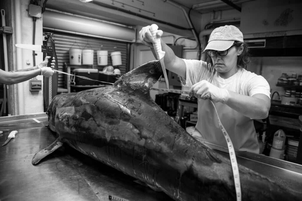 A black-and-white styled photo of Mote researchers taking measurements from a dolphin that died from red tide. It lies on an exam table, its skin blistered and bleeding.