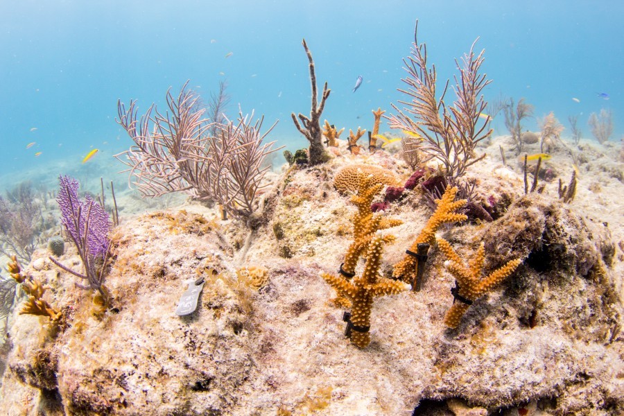 Underwater photo showing several staghorn coral fragments planted on a rock on a Florida reef. Other, soft, branched corals and sea fans grow from the rock, while small fish swim about.