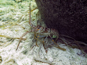 An adult spiny lobster about a foot long rests on the seabed at the foot of a large bolder. Old sea grass blades lie scattered across the sand.