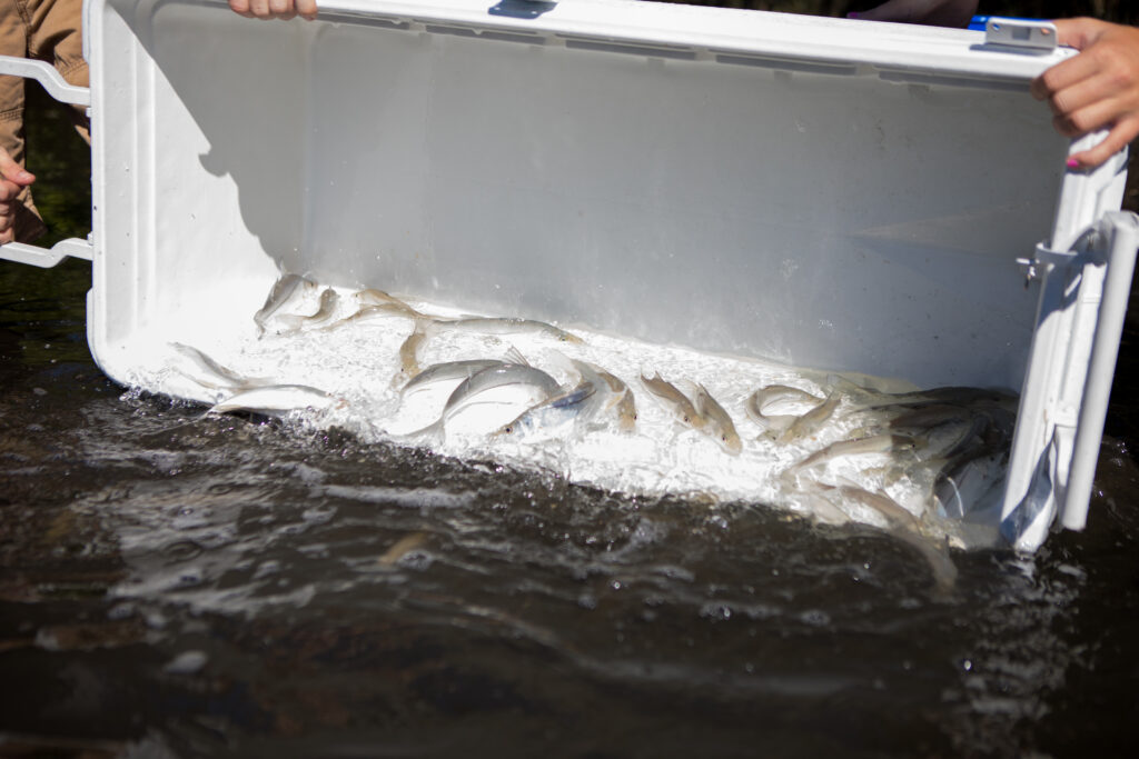 A large cooler full of captive-reared juvenile snook, each about 10 inches long is overturned into Phillippi Creek behind Riverview High School.
