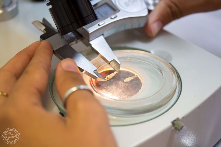 Young snook in Mote study of probiotics for aquaculture.