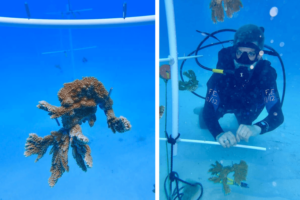 Mote scientists set up their underwater, ELKHORN coral, spawning nursery. Credit: Dr. Hanna Koch/Mote Marine Laboratory
