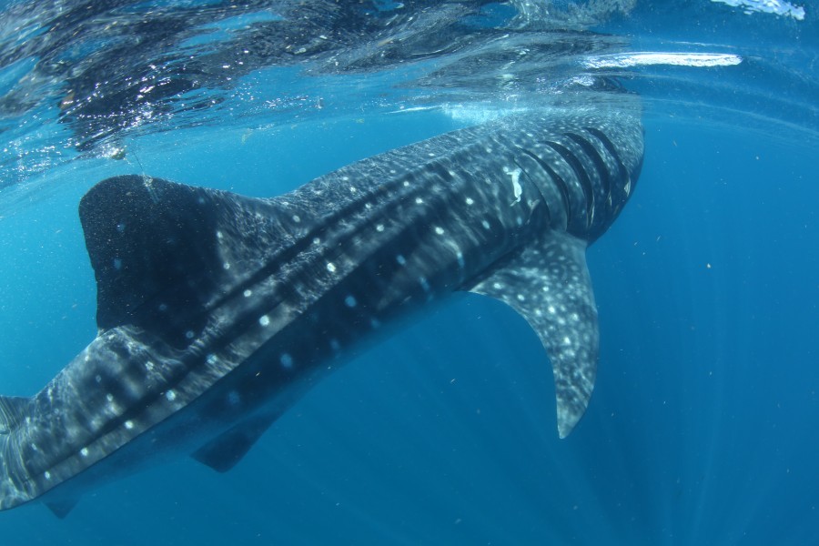 Image of the whale shark Rio Lady