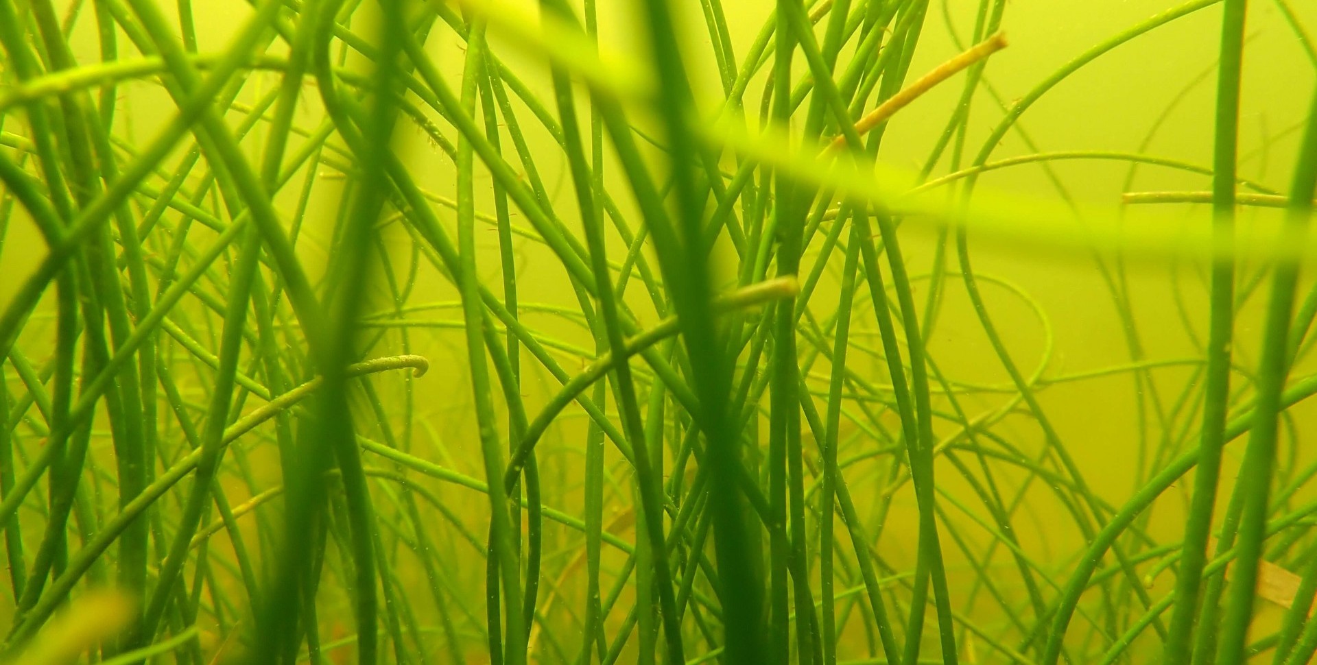 Manatee grass, a species of seagrass found around Florida