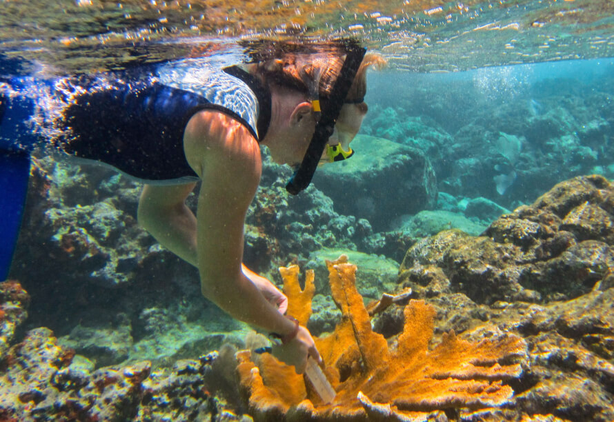 Dr. Erinn Muller collects sample from elkhorn coral