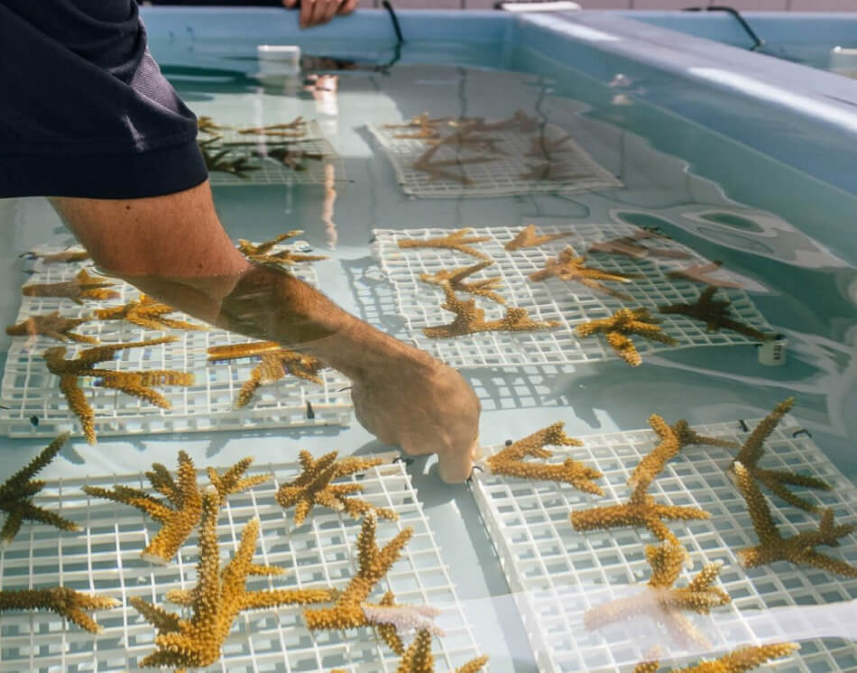A man lifts staghorn coral fragments out of a raceway tank.