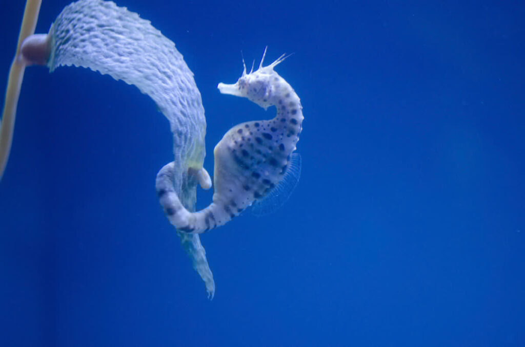 Potbelly Seahorse