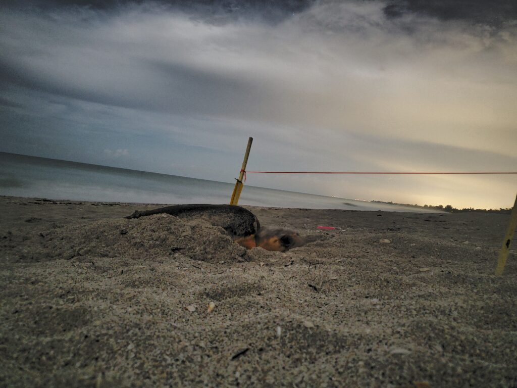 A loggerhead sea turtle on the nesting beach in low light