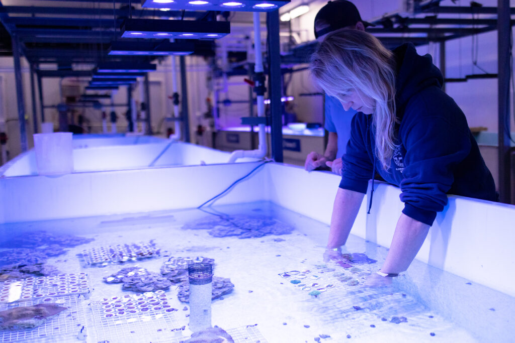 Dr. Erinn Muller working at Mote's International Coral Gene Bank