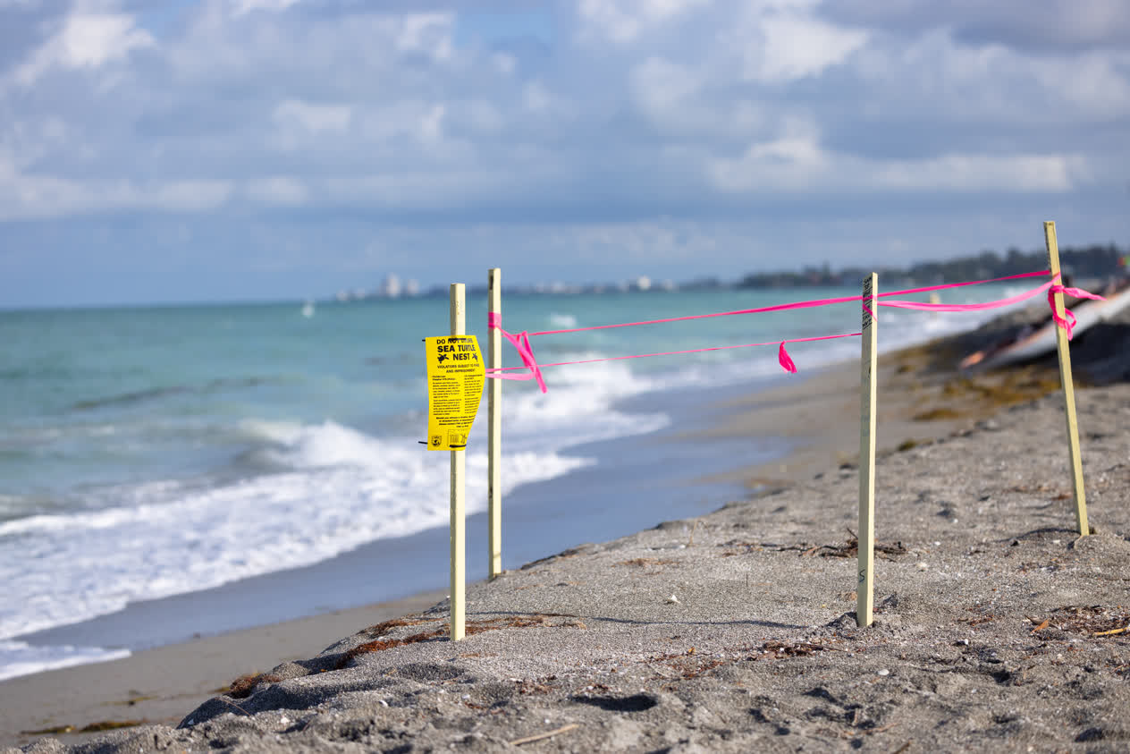 A sea turtle nest marked with yellow stakes and pink flagging tape on Turtle Beach, Siesta Key, Florida