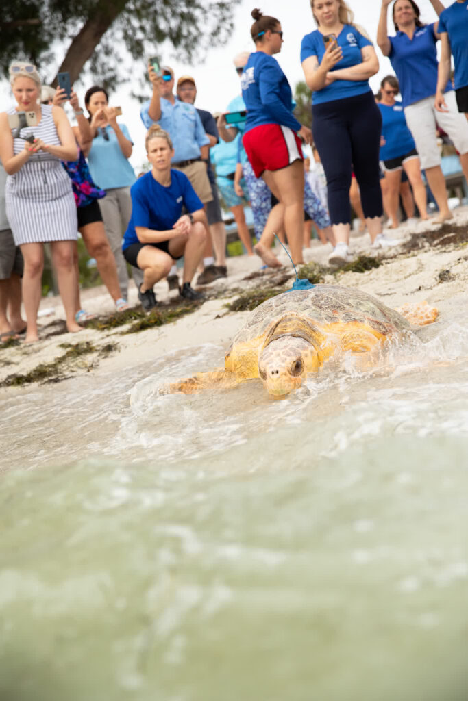 A rehabilitated loggerhead sea turtle returns to the ocean wearing a satellite tag to track its movements,