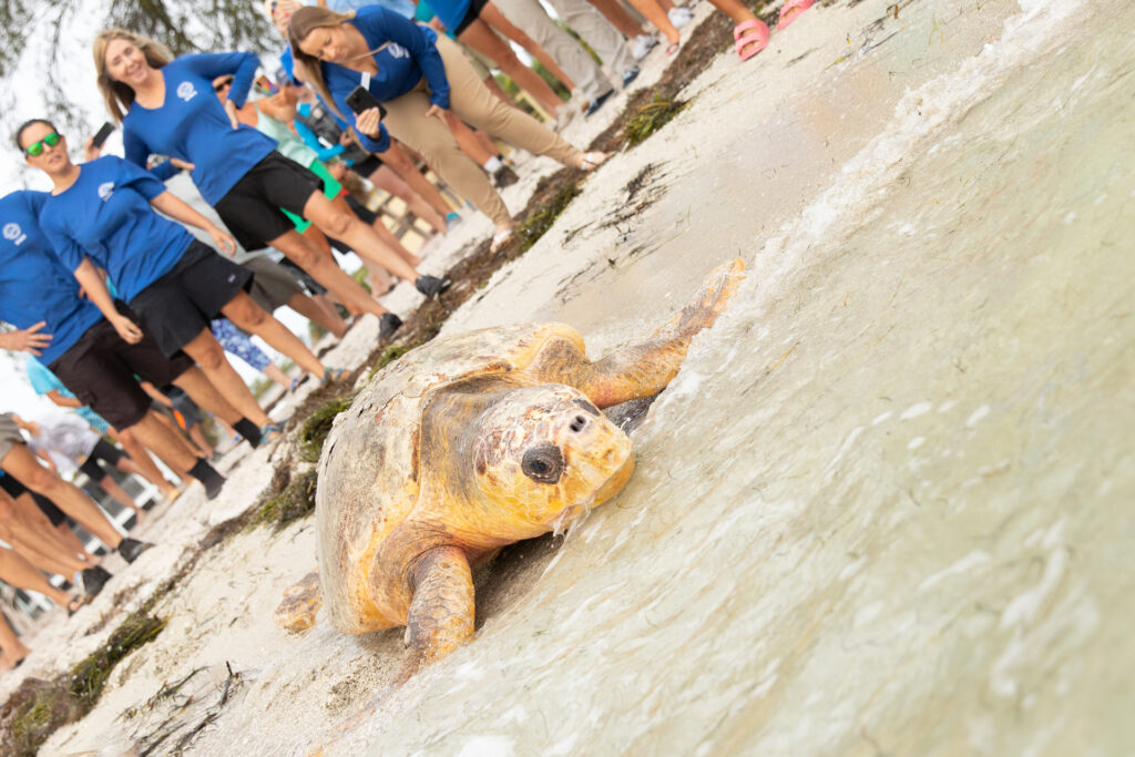 Mote Marine Laboratory staff release a rehabilitated sea turtle back into the Gulf of Mexico