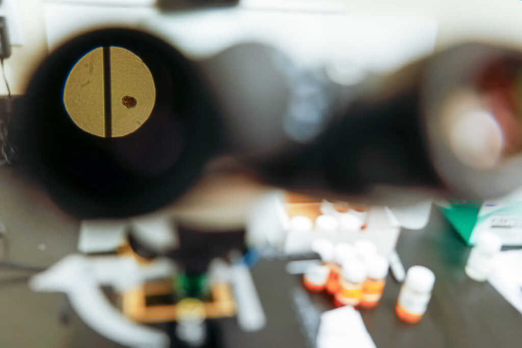 A red tide (Karenia brevis) cell viewed through the eyepiece of a microscope