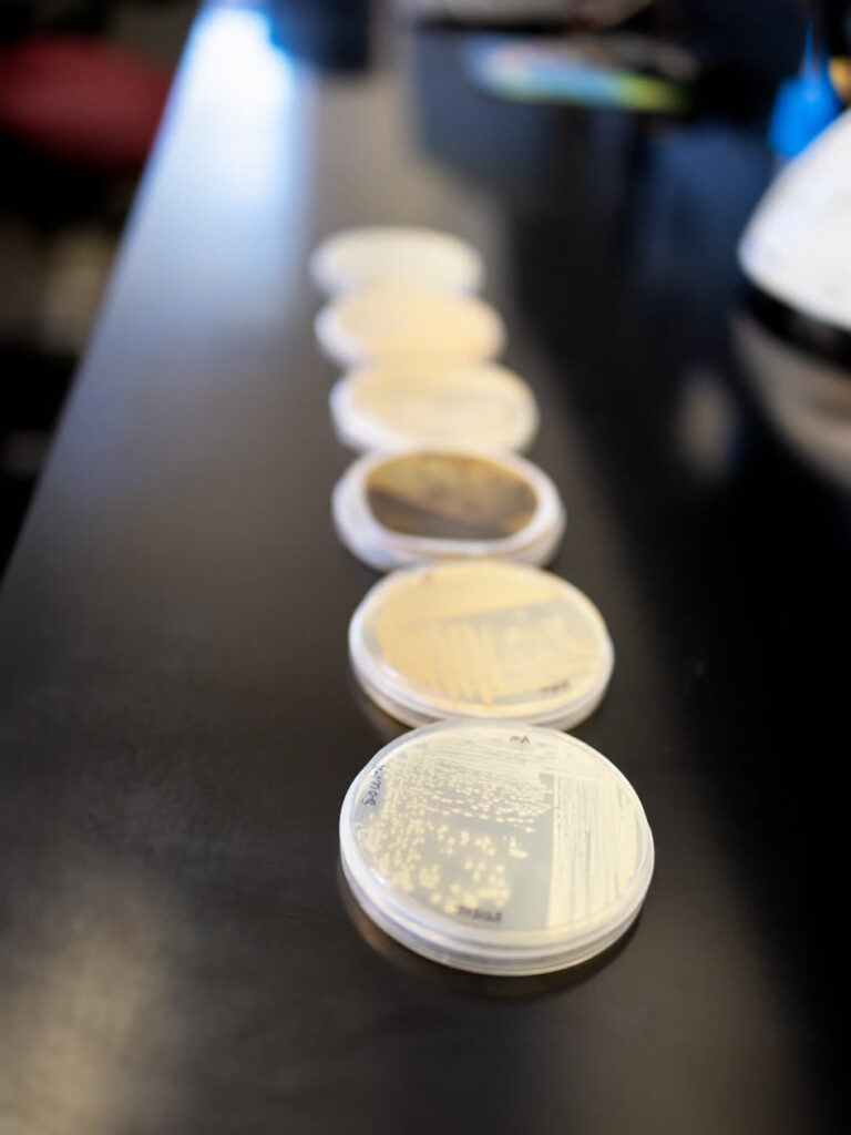 Marine microbes being cultured by Mote scientists in an effort to seek new ocean-derived sources of medicines.