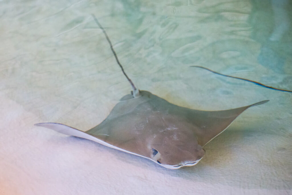 Cownose ray | Mote Marine Laboratory & Aquarium