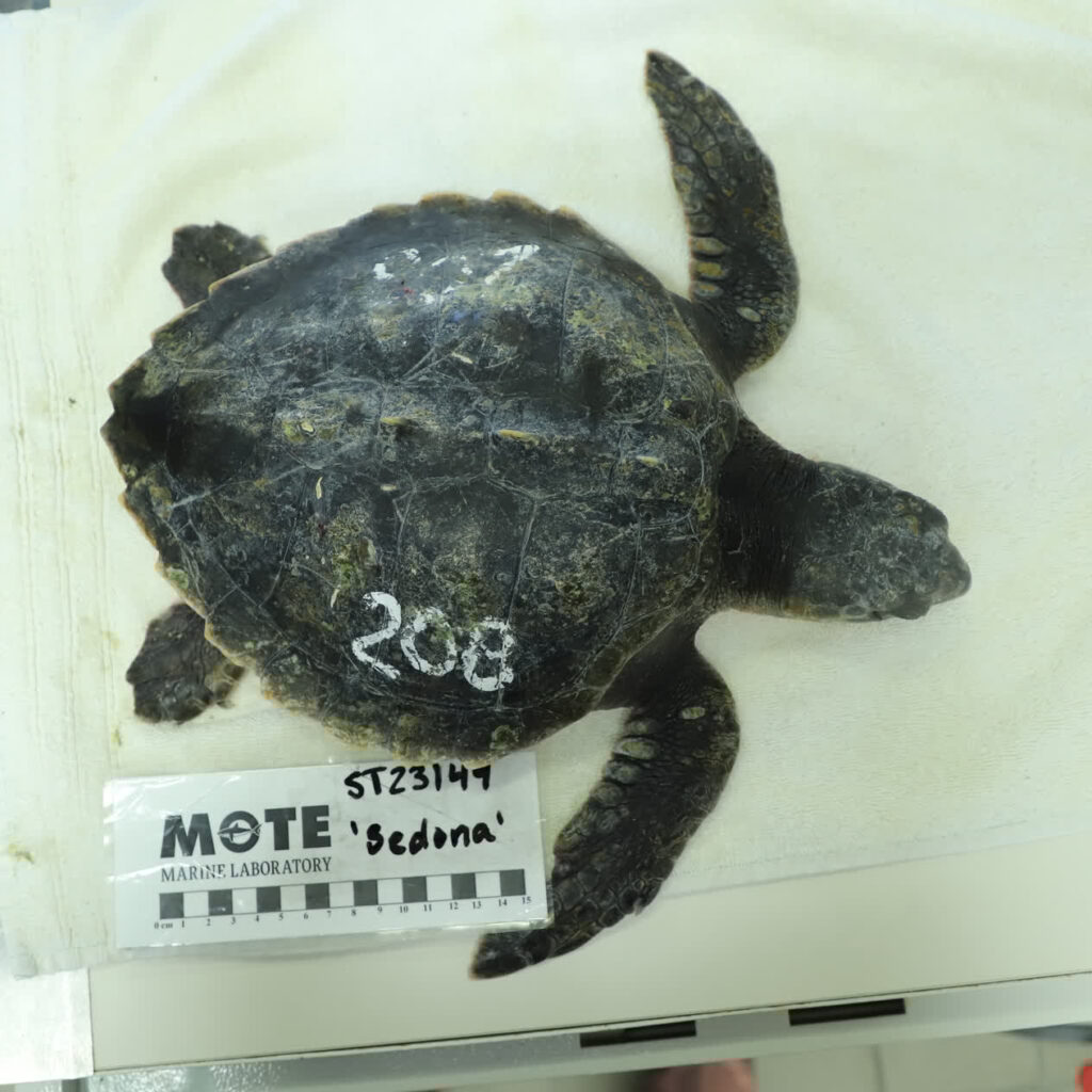 Kemp's ridley sea turtle hospital patient