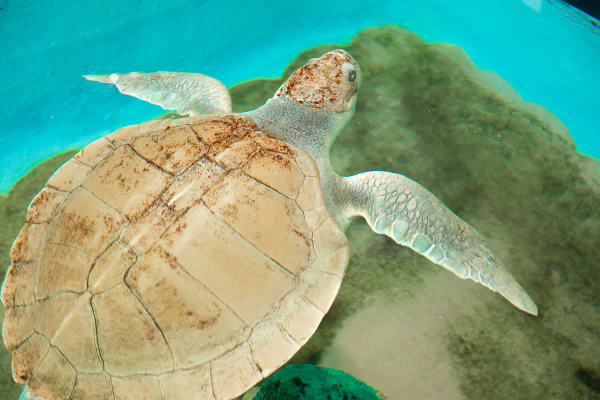 Kemp's ridley sea turtle | Mote Marine Laboratory & Aquarium