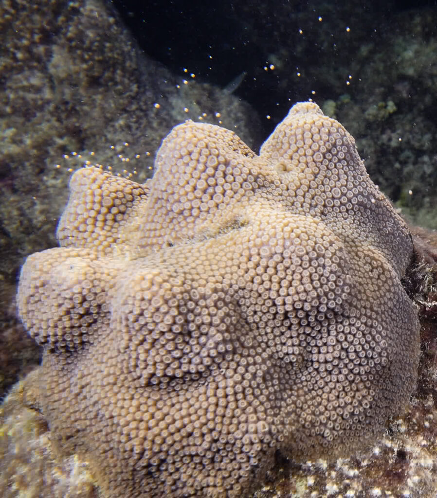 Restored Mountainous Star Coral Spawning 2020
