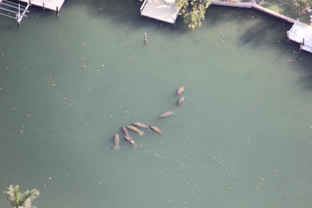 Bird's-eye view of multiple Florida manatees basking in a canal, observed during Mote's aerial surveys to count manatees.