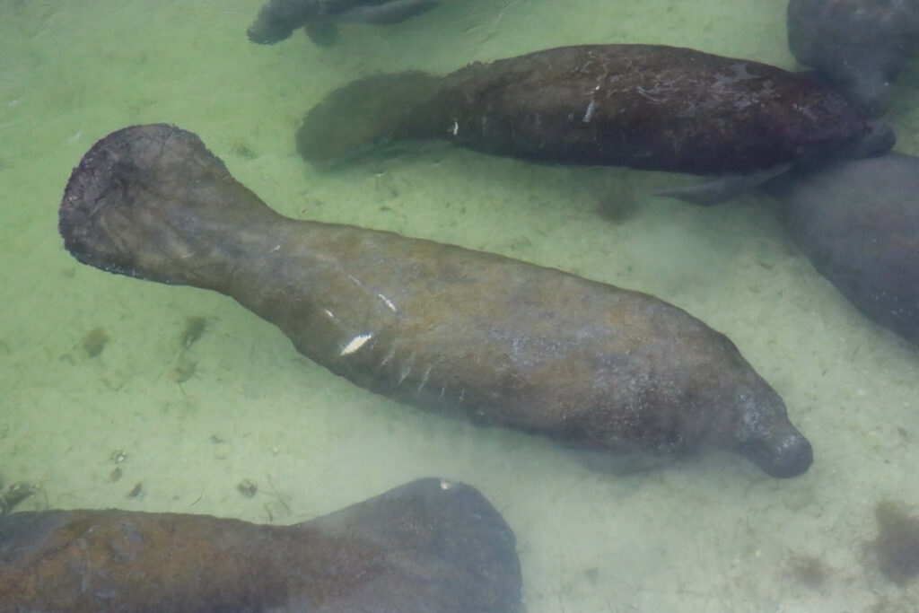 A group of manatees with different markings on their skin, including scars from boat propeller blades. Mote scientists photograph these markings to identify individual manatees.