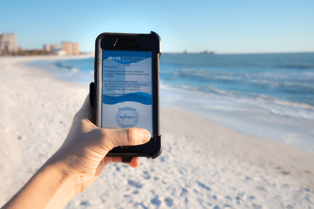 A beachgoer's hand holding a smartphone with Mote's Beach Conditions Reporting System (BCRS) app on the screen in front of a beach scene on Lido Key, Florida