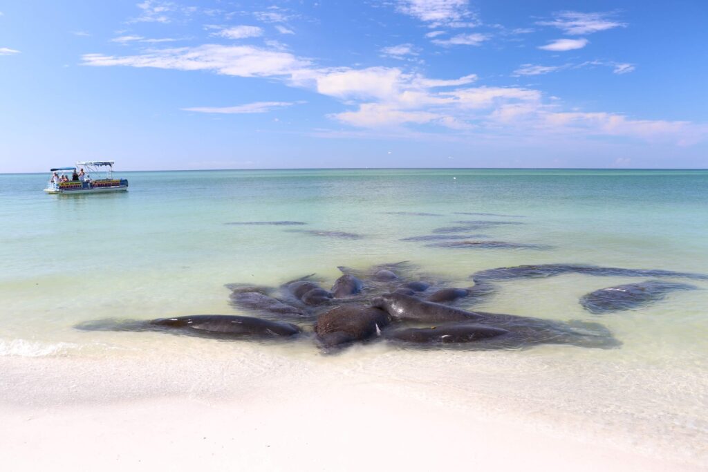A manatee mating herd in the shallows along a beach. Mating herds involve several male manatees vying to mate with a female. If you see a mating herd, watch from at least 100 feet away.