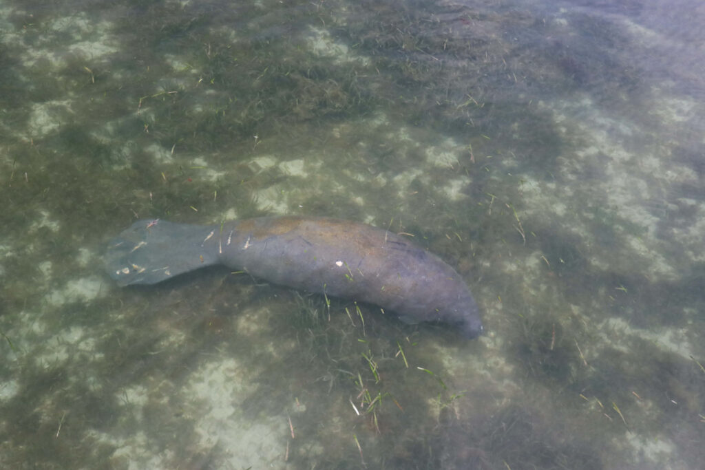 Manatee over a seagrass bed. Seagrasses are important food sources for manatees.
