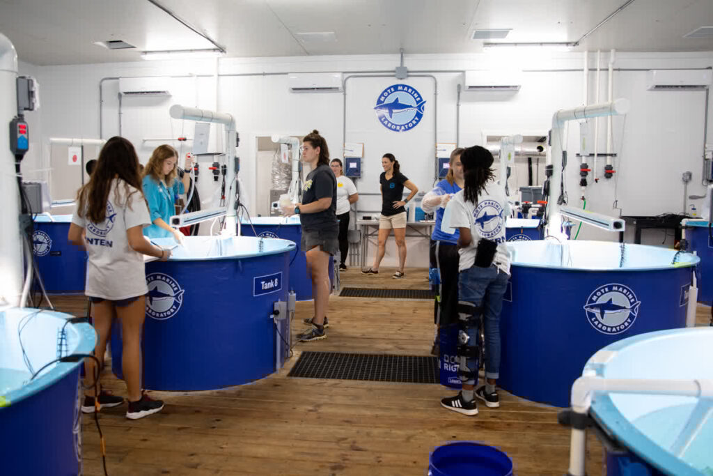 Mote scientists test clay for red tide mitigation at Mote Aquaculture Research Park in a project with University of Central Florida and Woods Hole Oceanographic Institution.