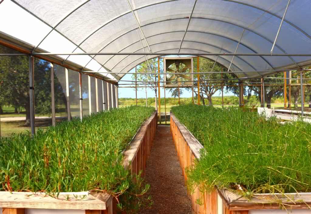 Two rows of plant beds inside a greenhouse facility.