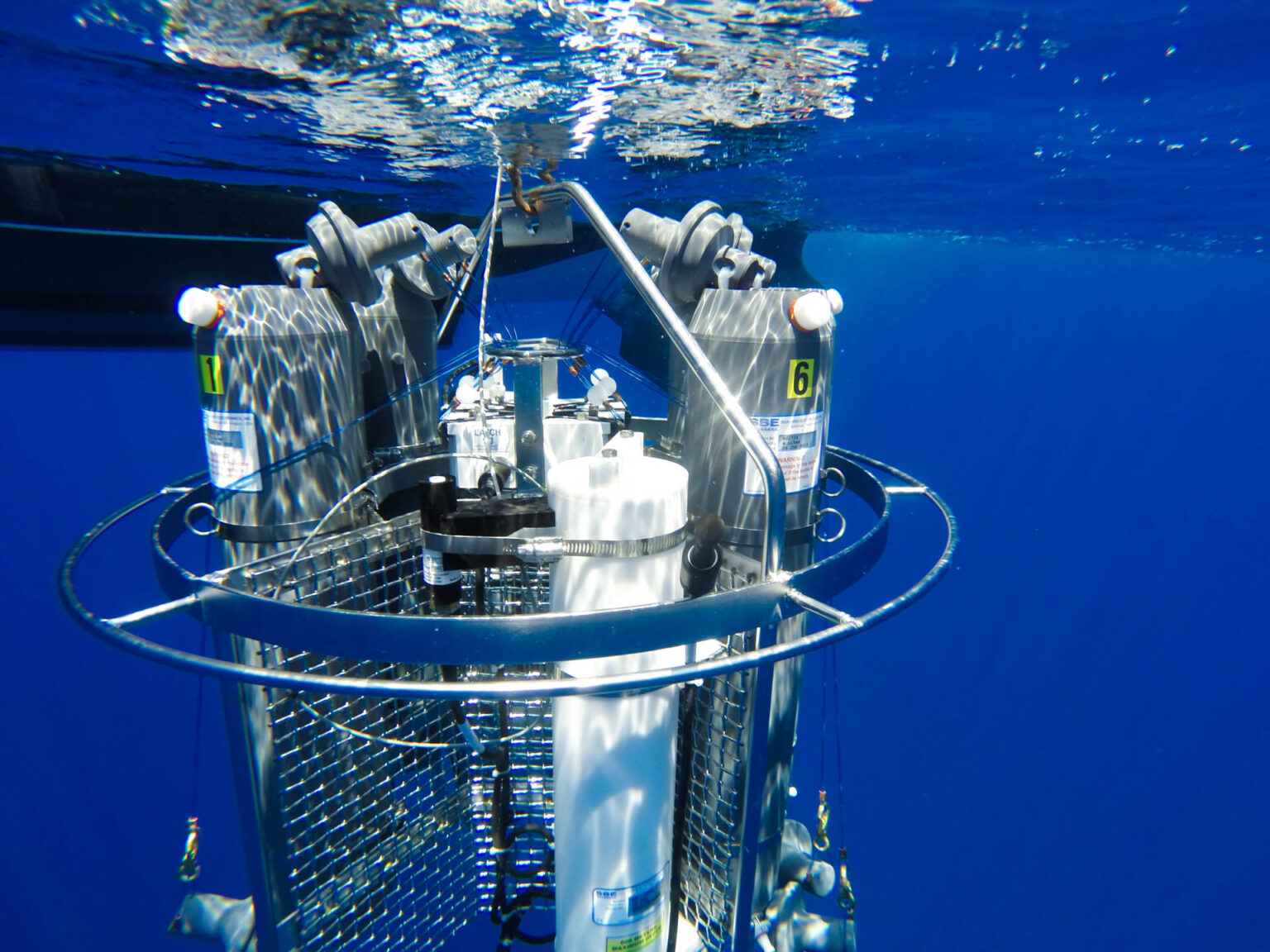 College Internship Program | Mote Marine Laboratory & Aquarium